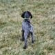 AKC German Shorthaired Pointer Pups