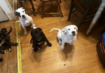 10 week old puppies
