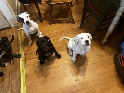 10 week old puppies