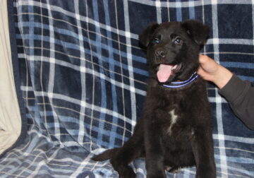 Knicki/Dorian Litter