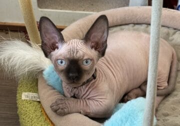 Bambino (Sphynx) male kitten