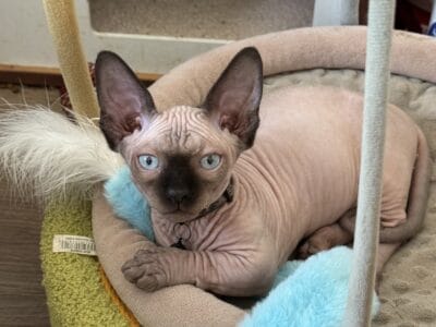 Bambino (Sphynx) male kitten