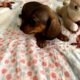 CKC MINI DACHSHUND OLLIE Red Sable