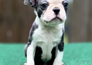 Adorable Boston Terriers