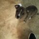 8 adorable puppies