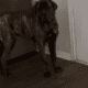 Akc English mastiff female