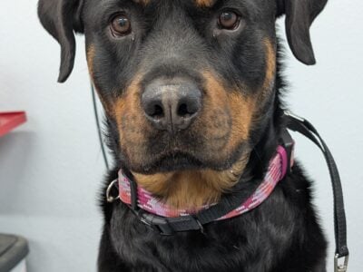 2 yr female Rottweiler