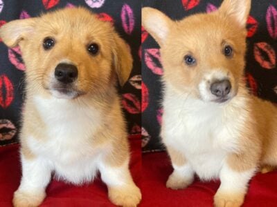 AKC corgi