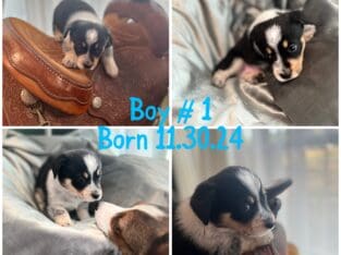 Jack Boy # 1