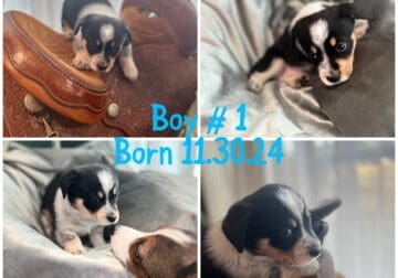 Jack Boy # 1