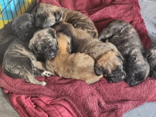 English Mastiff Puppies
