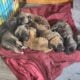 English Mastiff Puppies