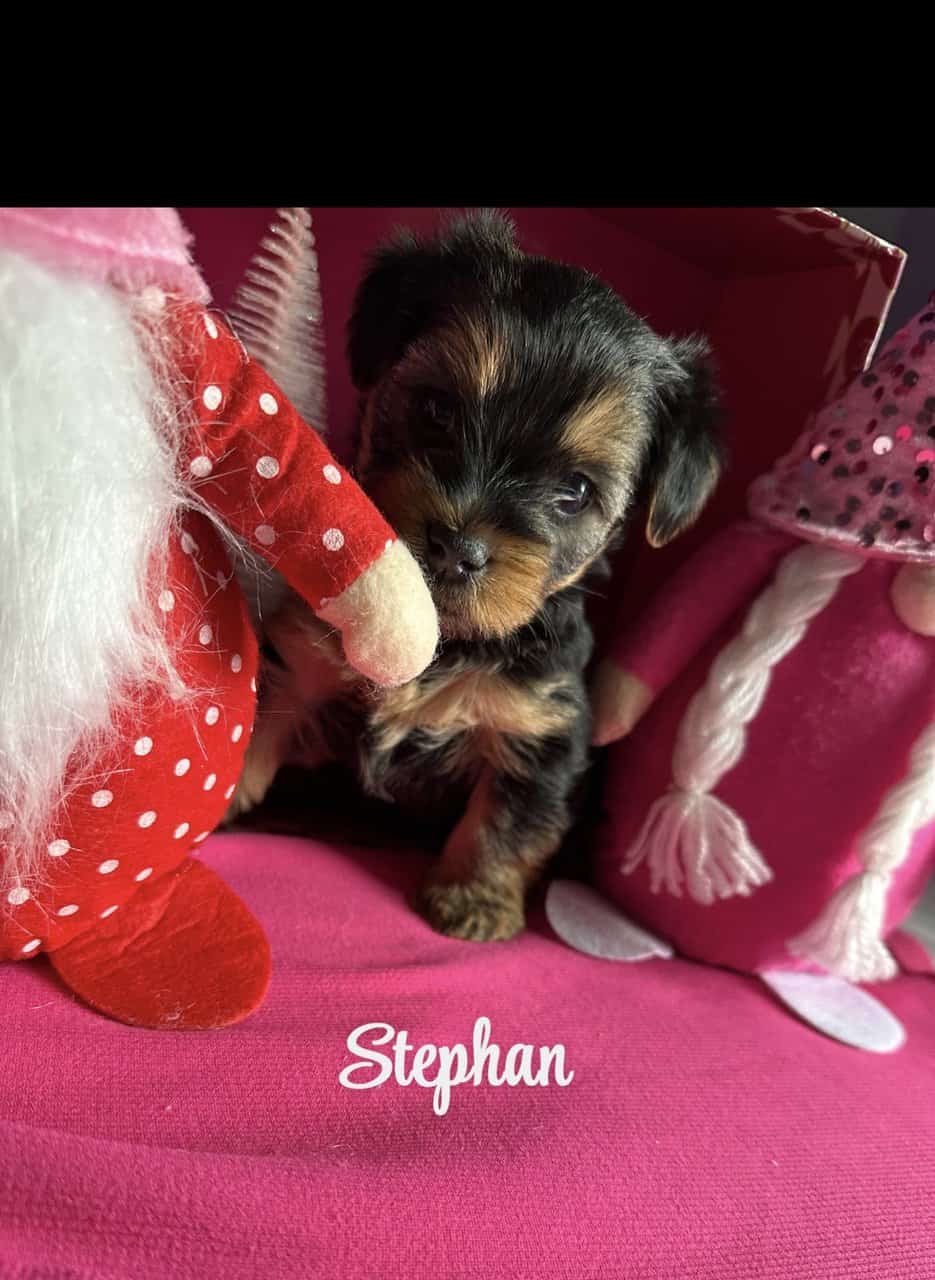 Yorkie Puppies Available