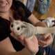 Sugar gliders looking for home!!