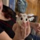 Sugar gliders looking for home!!