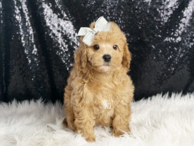 Bernie AKC Poodle
