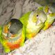 3 beautiful and healthy conures for rehoming.