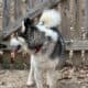 1 Year Old Siberian Husky/Samoyed