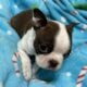 Akc Boston Terrier Puppies