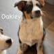 Seeking Family to love, Blue Heeler / Texas Heeler