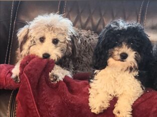 Poochon (miniature Poodle and Bichon) puppiesn)