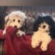 Poochon (miniature Poodle and Bichon) puppiesn)