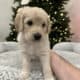 Golden Mountain Doodle Puppies for Sale! 🐶
