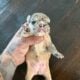 Frenchie puppies