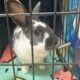 Bunnies For Sale