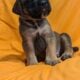 English Mastiff Puppies