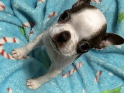 Akc Boston Terrier Puppies