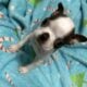 Akc Boston Terrier Puppies