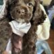 FULL BREED COCKER SPANIEL