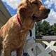 Goldendoodle