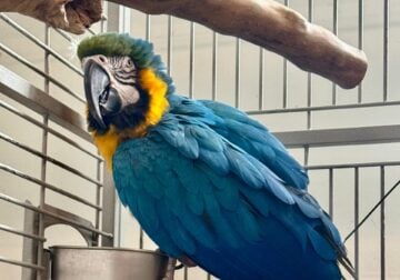 Macaw gold and yellow