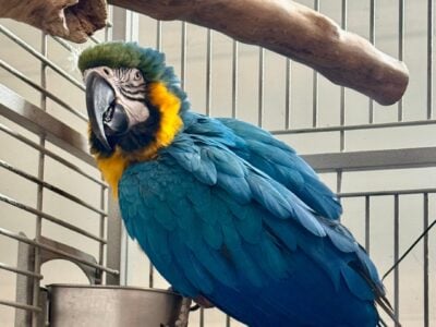 Macaw gold and yellow