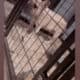BULLIEST BULLY CHAPO STUD
