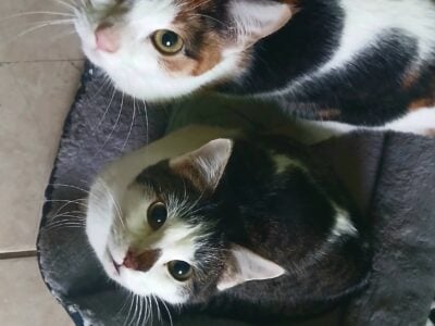 Adorable kittens in need or loving home!