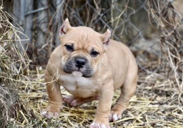 Extreme pocket bully male puppy 1. Abkc