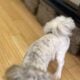Liver Shih Apso’s