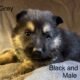 AKC German Shepherds
