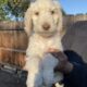 Golden Doodle puppies