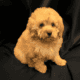 Poodle puppies