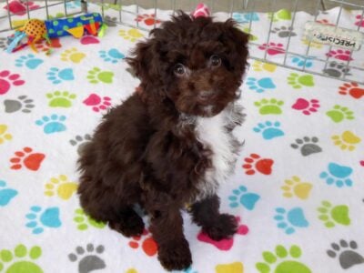 Female Toy Poodle Puppy (Jessica)