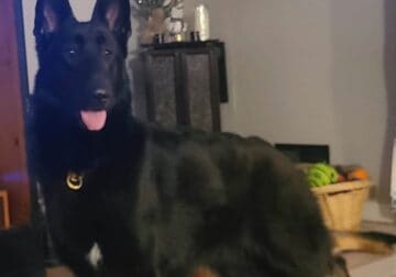 German Shepherd puppies