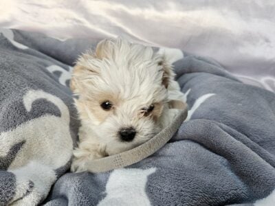 Shih Tzu Poodle Litter Gray Collar