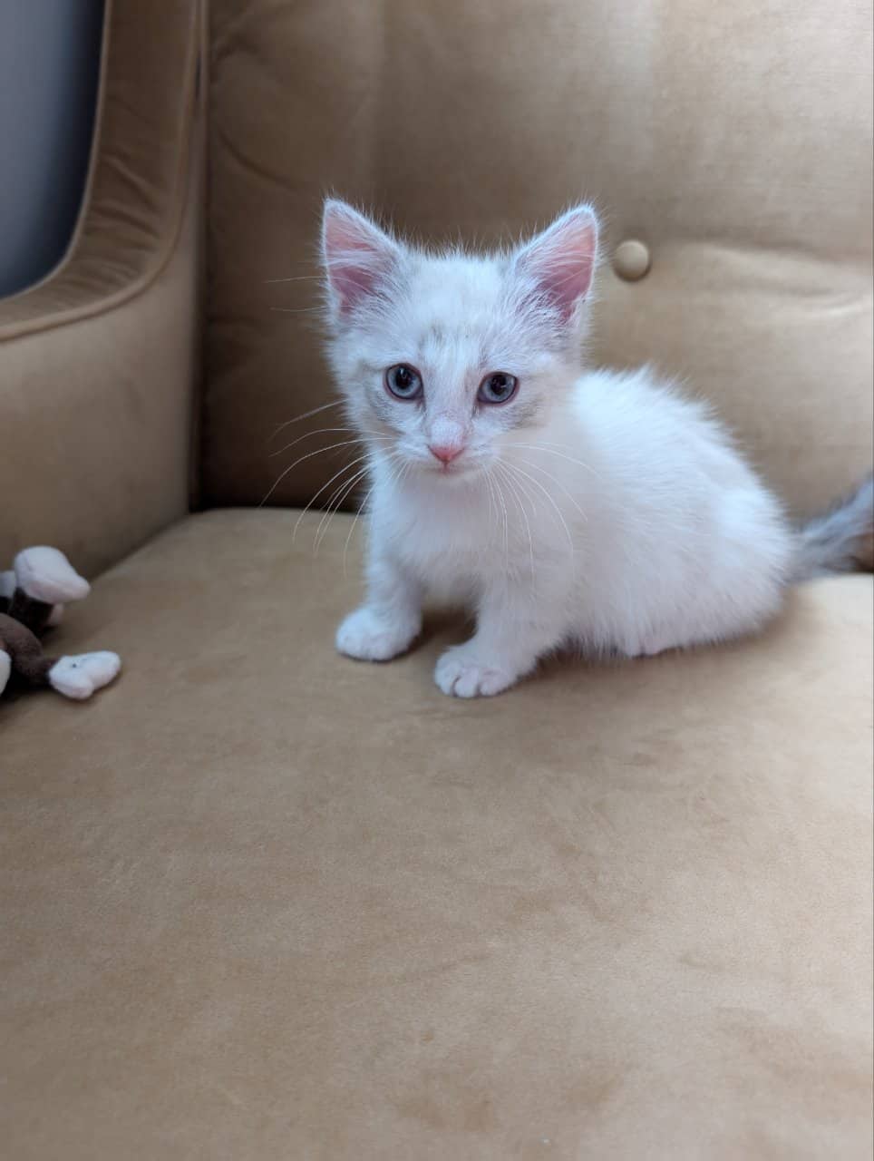 Munchkin Kittens Rug-Hugger | PetClassifieds.com