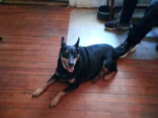 Free Dog