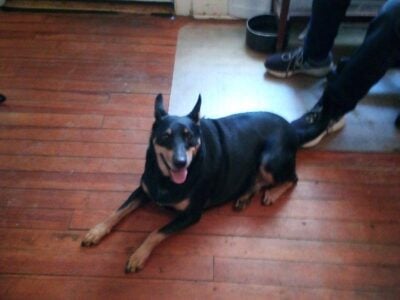 Free Dog