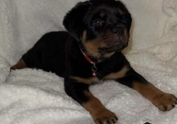 AKC registered Champion imported puppies